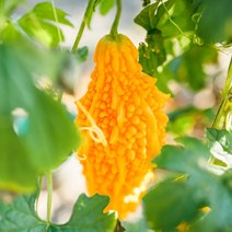 나nanr_여주씨앗 채소 야채 식물 종자 열매 10립 여주 키우기♥sksnfll, ♥sstarting