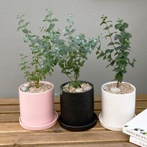 [1+1 SET]아로마 테라피 공기정화식물 키우기쉬운 반려식물 유칼립투스 도자기화분, 도자기 화이트, [1+1SET]도자기 블랙+화분받침, 화분받침(2개)