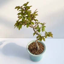 소사나무(소)