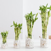 피플랜트 행운을 불러오는 개운죽 10P 수경재배 수중 수생 식물 키우기 10CM, 20CM 개운죽 10개