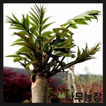 (나무농장) 옻나무 실생2년 묘목 ( 5주묶음 )