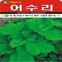 AR 어수리(1L) 씨앗