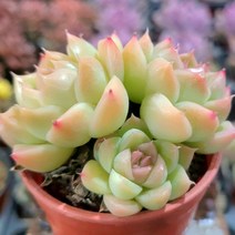 꽃보다 예쁜 다육이 모아보기, 말간, 1개