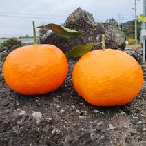 제주 서귀포 위미 효돈 레드향 5kg 가정용 (25과내외) 1월-3월 제주특산 제철과일