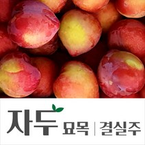 [경민농원]자두나무결실주(대왕 추희 대석 바이오체리), 대왕자두