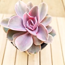 웨스트레인보우 다육이 키우기 다유기 다육 식물1-60, 단품, 상세페이지 참조