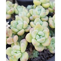 다육이식물 라울 화분 국민다육이 식물 키우기, D.14 담시