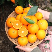 깨비농원 제주 진지향 4.5kg, 1box, 진지향 4.5kg 로얄과
