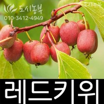 키위나무/레드키위/묘목/암/접목/1년/1주/도시농부