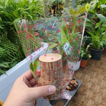 행운목 토막 (공기정화수경식물)신상품