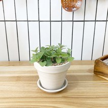 1+1 오레가노 키친허브 화분 세트 스피아민트 바질 베란다 텃밭 허브 키우기, H24.오레가노, H12.장미허브