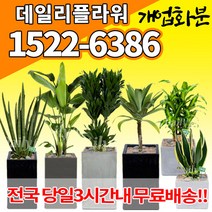 개업화분, (선택18)바나나크로톤