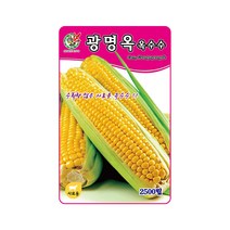 옥수수씨앗 광명옥옥수수 2500립 중만생종 사료용, 단품