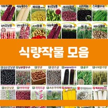 콩 옥수수 곡물 씨앗 모음, 12.검정강낭콩, 1개