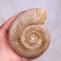 암모 나이트 화석 수석 광물 슈퍼 사이즈 천연 표본 해양 동물 달팽이 소라 원본 3, 500-600g