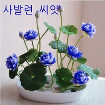 사계절 꽃 심기 그릇 연꽃 씨앗 개방 사계절 쉬운 파종 그릇 연꽃 씨앗 20 연꽃 씨앗 미니 작은 연꽃 씨앗 혼합 색상 오프닝 20 + 냄비 + 액체 + 진흙, 혼합색 개봉 20곡물 + 분지 + 액체 + 진흙