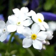 [씨앗]물망초-화이트 20립