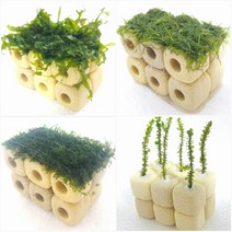 5x3 물미역리시아프리미엄디스치코필름모스 초보음성수초키우기, 4번 디스치코필름모스 롱 6포트