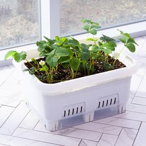 이즈리빙 하우스버디 100% 국내산 우리집 베란다 텃밭가꾸기 화분 홈가드닝 2colors, 텃밭화분아이보리, 선택완료