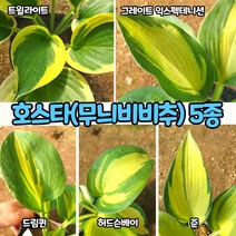 무늬 호스타(5치 포트) 무늬 비비추 5종 / 노지월동 다년초, 허드슨베이(5치 포트)