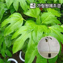 황칠나무, 키40~50cm 포트(2개세트), 1개