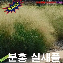 (희귀씨앗) 분홍실새풀(Sand Love Grass) 15립, 상세페이지 참조