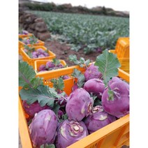 제주성익농원 제주콜라비5kg (비트 비트즙 꼬깔양배추)