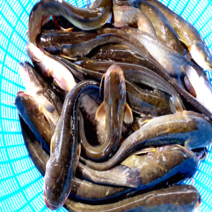 특별할인판매 고산민물수산 메기 1kg 국내산 손질, 1kg(냉동 손질), 1개