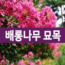 [나무의모든것] 백일홍(배롱나무 목백일홍/다이나마이트 백일홍)묘목 2년생, 1개, 다이나마이트 백일홍)묘목 2년생