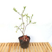 블루베리 중형 결실주 과일 나무 묘목 화분 재배 키우기, 1개