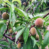 복숭아나무 묘목 개복숭아 R4cm 결실주(분) 1개