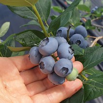 아이간식 다이어터 무농약 순창 햇블루베리 냉동과 1kg