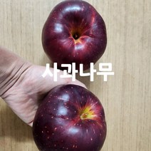 같이가치농원 사과나무 (속빨간사과 피치애플) 결실주 R3-4점