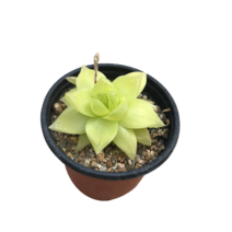 그린플랜트 다육식물 경화금 1+1