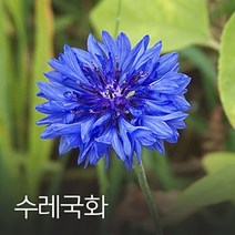 수레국화 100g 수레국화씨 수레국화종자 야생화씨