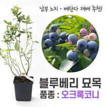 깨비농장 블루베리 나무 묘목 재배 키우기 (품종: 오크록코니), 오코록코니