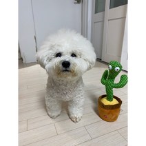 춤추고 노래하고 말따라하는인형 말하는선인장인형, 춤추는마다카스타, 본품