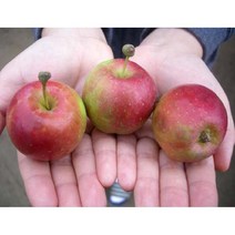 나무묘목 미니사과(오토매) R3 RR034