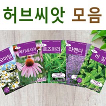 살아있는 허브 씨앗 모음 허브씨 로즈마리 레몬밤 바질 딜 카모마일 라벤다 민트 타임 마조람 세이지 챠빌 코리안더 고수 루 히솝 스테비아 차이브 에키네시아 야생 종자, R- 스테비아 x 1개