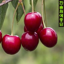 왜성체리(2중콜트대목) 접목1년특묘 묘목, 08 왜성체리-스텔라