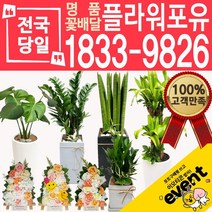 플라워포유 축하 오픈 개업 공기청정 관엽식물 화분선물 당일배송 꽃배달, (선택93)아이스톤