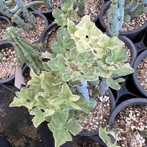 [올식스] 칠보수금 365, 1개