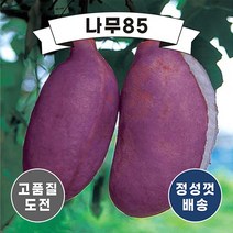 (나무85) 으름 3종 시리즈, 4. 홍화으름 1.5미터