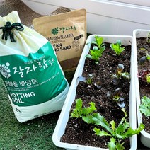 상추 키우기 풀세트 흙 + 모종/씨앗 베란다 텃밭 저면관수 화분, 상추 모종 8개