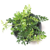 꽃들이네 실내공기정화식물 수경재배 아레카야자 금전수 틸란드시아 유칼립투스 몬스테라 떡갈고무나무 여인초 극락조 율마 화초 스킨답서스 올리브나무 뱅갈고무나무 남천나무 해피트리 거실화분 파키라 커피나무 수경재배식물 수경식물 공기정화식물 미세먼지정화식물 로즈마리 허브, 1개, 1-64 산초나무