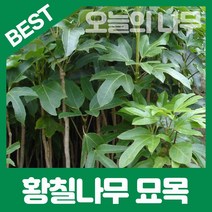 합리적 가격의 우수한 황칠나무묘목 1-3년생, 황칠나무(30cm)