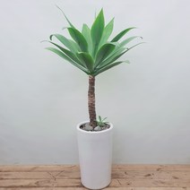 아가베 아테누아타 거실 실내나무 식물화분, 서울시, 바퀴형받침