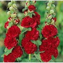 강렬한 색 접시꽃 진주홍겹꽃 종자 10립 다년생꽃씨 조경 야생화 원예종묘