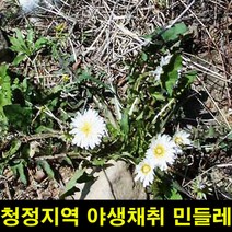 고씨네 민들레잎뿌리1KG 민들레 민들레잎 민들레뿌리, one color, free