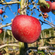 거창사과 부사사과 5kg 23/25 내외 고랭지청정사과, 상세페이지 참조